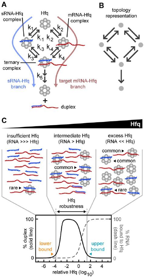 General Reaction Scheme For Hfq Dependent Duplex Formation A A