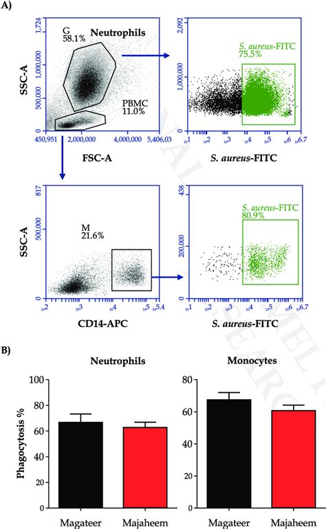 Flow Cytometric Analysis Of Phagocytosis A Separated Camel Leukocytes