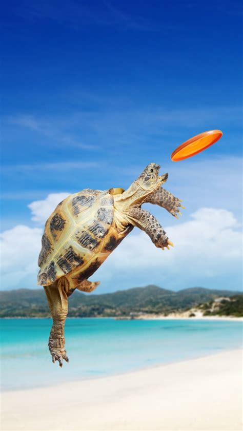 Tortoise Frisbee iPhone Wallpapers Free Download