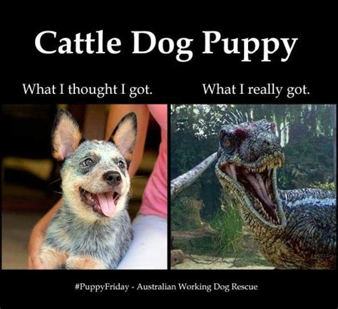 Cattle Dog Is Actually Velociraptor Yay Puppies Pinterest Boys