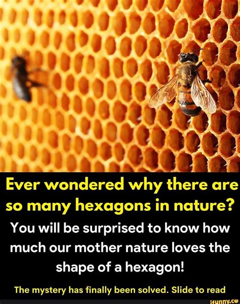 Hexagons In Nature