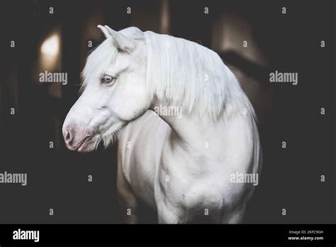 Icelandic Horse portrait Stock Photo - Alamy