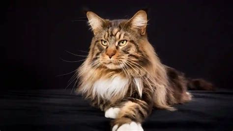 Gato Maine Coon O Gigante Carinhoso Dos Gatos Focalizando