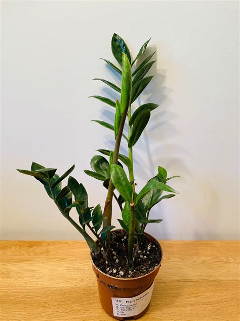 Zamioculcas Zamiifolia ZZ Plant | Plants, Large plants, Succulents diy