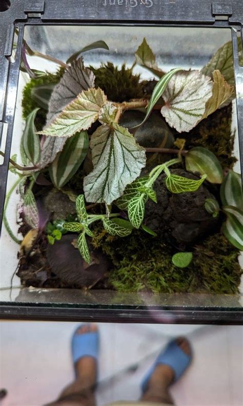 Bioactive Vivarium, Pet Supplies, Homes & Other Pet Accessories on ...