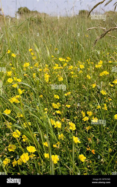 Common Rockrose Helianthemum Nummularium Growing In Limestone