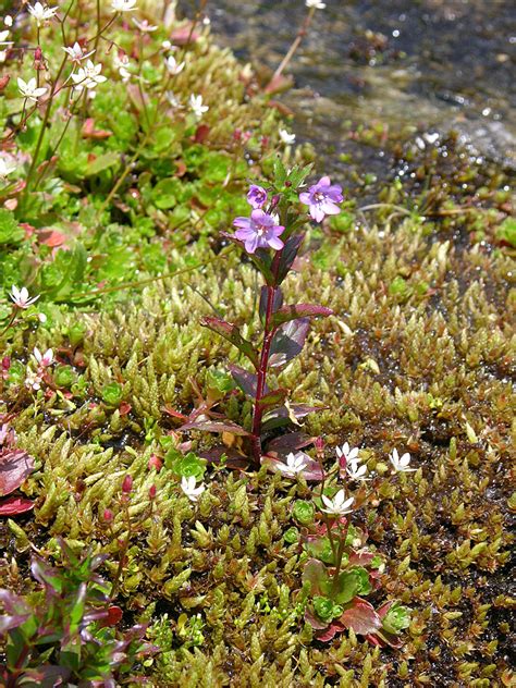 Pflanze Von Oben Mierenbl Ttriges Weidenr Schen Natur Im Austria Forum