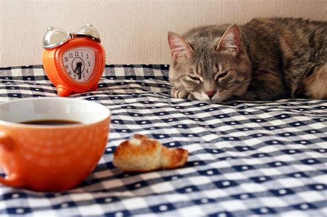 Самые необычные «кошачьи» кафе из разных стран мира