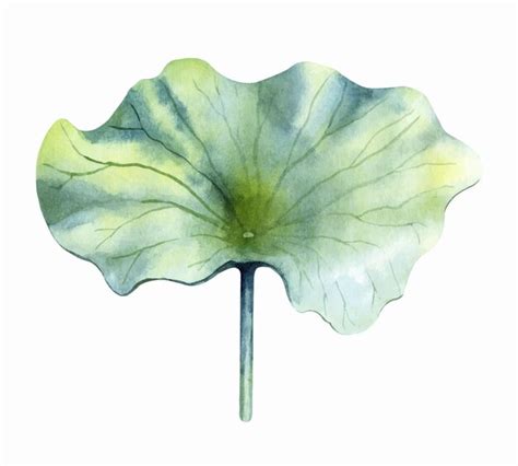 Feuille De Lotus Aquarelle Isol E Sur Fond Blanc Vecteur Premium