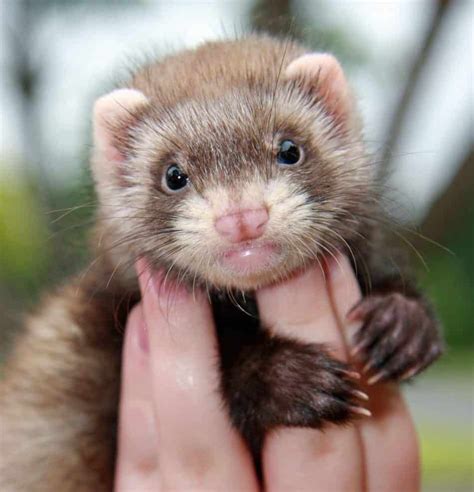 Ferrets As Pets How Much Do Ferrets Cost What Is Their Aggressiveness