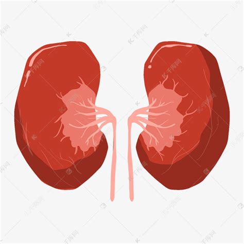 手绘器官肾脏插画素材图片免费下载 千库网