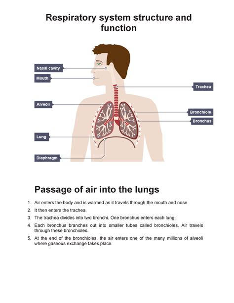 Respiratory System Functions And Structure