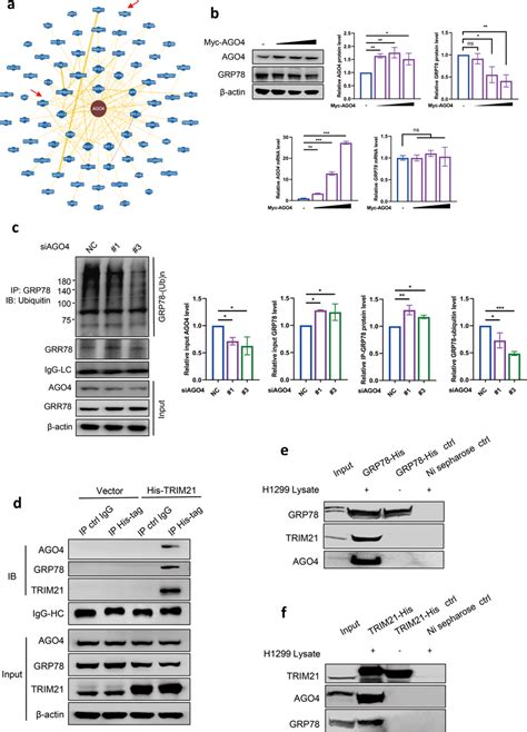 Identification Of The Interactions Between Ago Trim And Grp A An