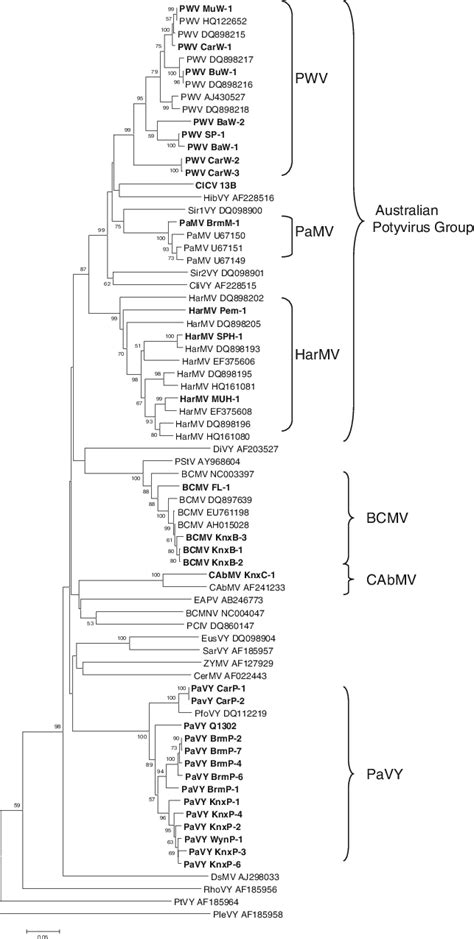 Neighbour Joining Relationship Phylogram Obtained From Alignment Of