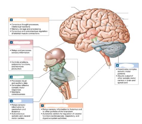 Brain Structure And Functions Diagram Quizlet