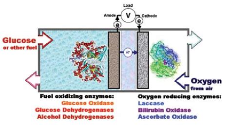 Generalized Schematics Of An Enzyme Biofuel Cell Consisting Of An Download Scientific Diagram