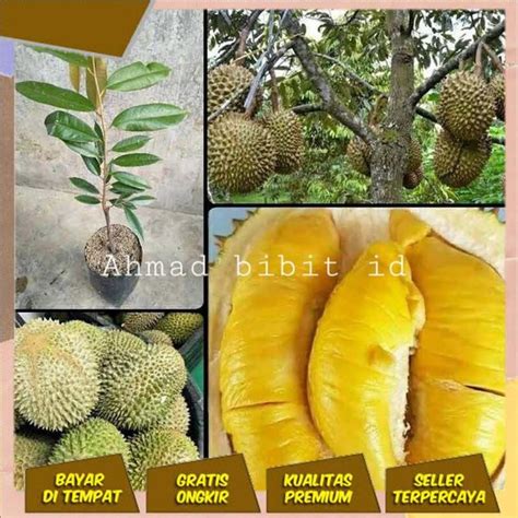 Jual Bibit Buah Durian Musang King Malaysia Super Hasil Okulasi Tempel