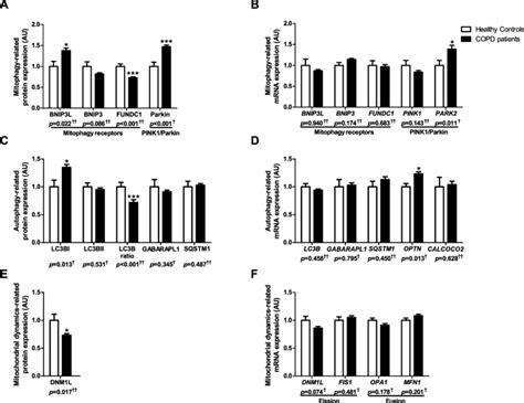 Protein And Mrna Expression Of Markers Related To Mitophagy And Download Scientific Diagram