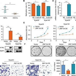 ZNF154 Promoter Is Hypermethylated In ESCC And Correlates With Poor