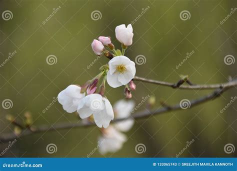 Cherry Blossom in Shanghai stock image. Image of soul - 133065743