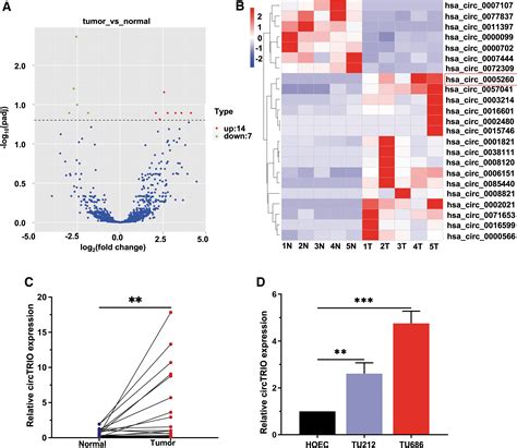 The Novel Circular Rna Circtrio Silence Inhibits The Progression Of