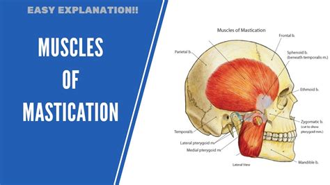 Muscles Of Mastication Quick Review Youtube