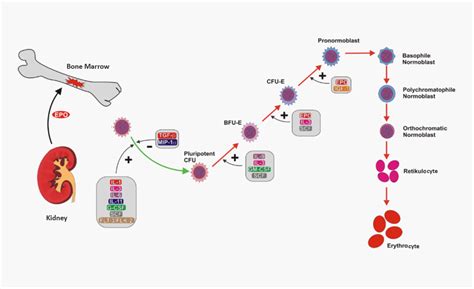 What Hormone Stimulates Red Blood Cell Production – Pediaa.Com