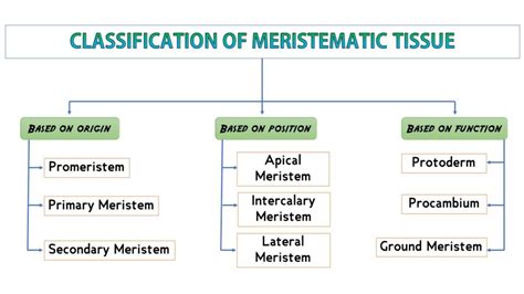 Classification Of Meristem Notes Free Biology Study Material Rajus