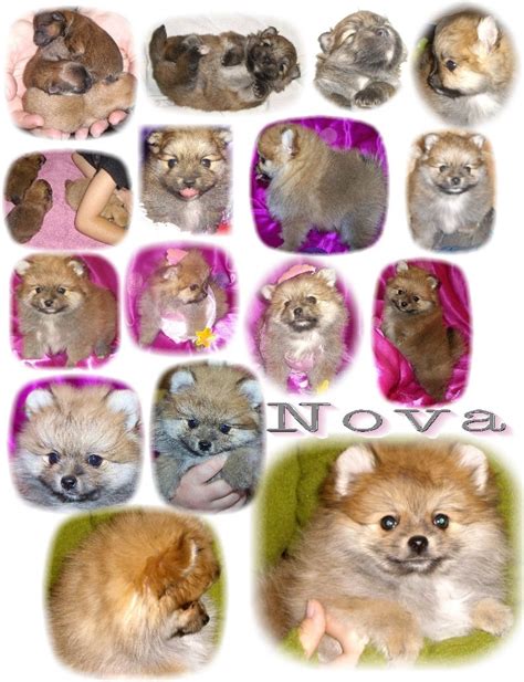 Pomeranian Puppy Colors - Pets Lovers