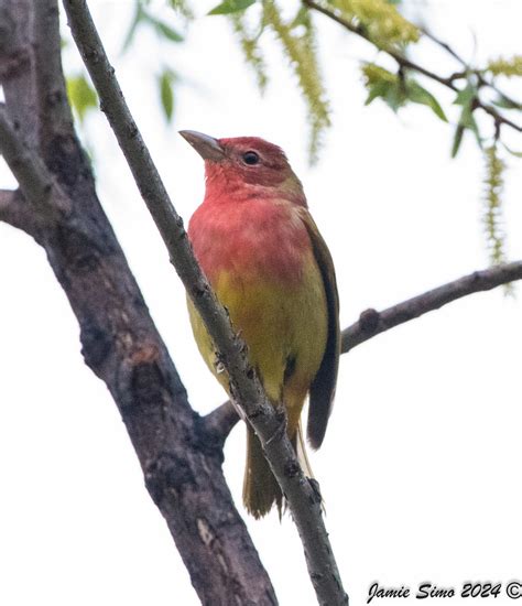 Summer Tanager Ironekilz Flickr