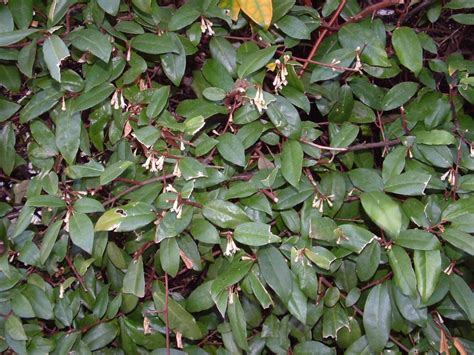 Elaeagnus – Weed Action Native Habitat Restoration Trust, Northland ...