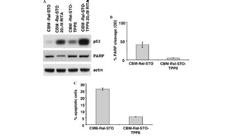 Overexpression Of Tppii Confers Resistance To P Dependent Apoptosis