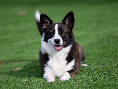 Border Collie Corgi Mix: A Unique Blend of Intelligence and Charm - BorderCollieHealth