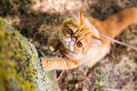 O gato persa vermelho afia suas garras contra a árvore Foto Premium