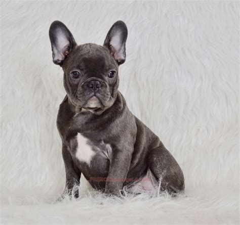 Blue French Bulldog Male 4 - French Bulldogs LA