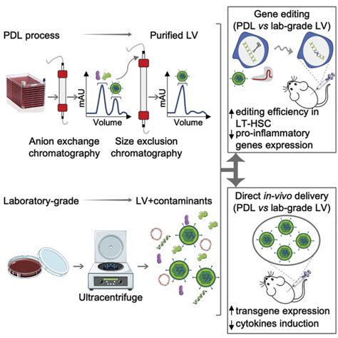 Laboratory Scale Lentiviral Vector Production And Purification For