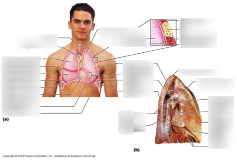 Thoracic Cavity Diagram Quizlet