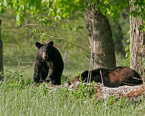 Black Bears Cades Cove Great Smoky Mountains National Park Black