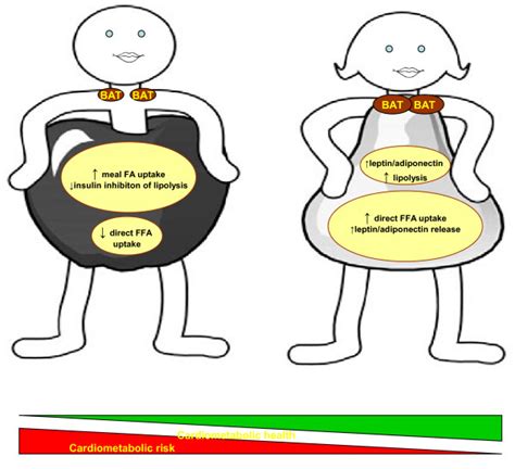 Key Sex Differences In Adipose Tissue Compared To Men Women Are Download Scientific Diagram