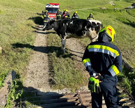 Tierrettung Am Falkenstein Kuh Aus Misslicher Lage Befreit Minuten