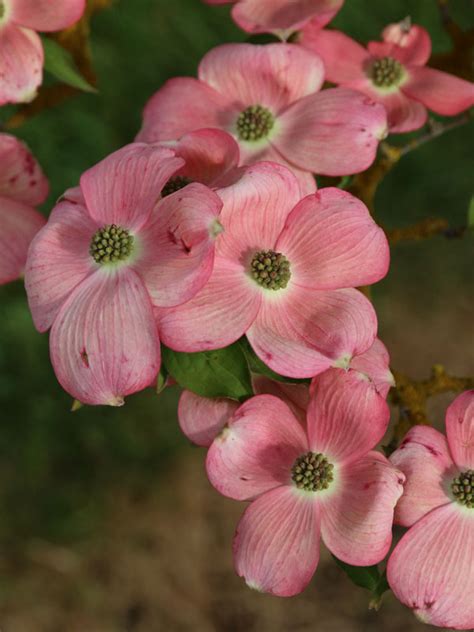 Stellar Pink® Dogwood J Frank Schmidt And Son Co