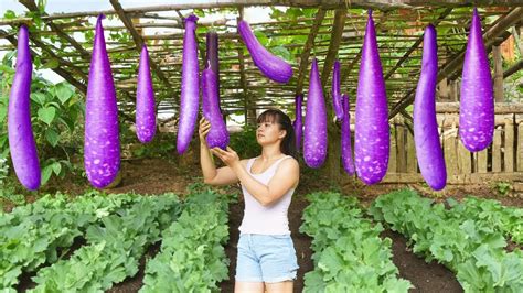 Harvesting Big Squash Tomato Goes To Countryside Market Sell Phuong