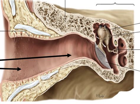 External Acoustic Meatus Diagram | Quizlet