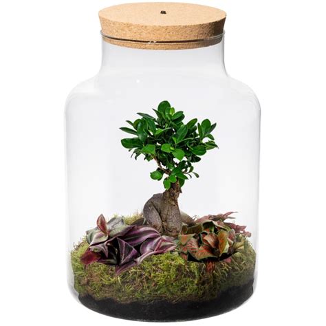 Kit terrarium diy bonsai - 4 plantes, kit de construction de bonsaï ...