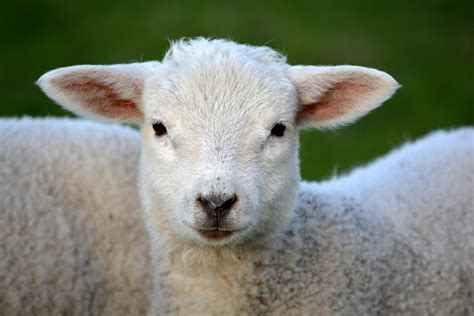 75 Lamb Names For Your Cute Companion | Kidadl