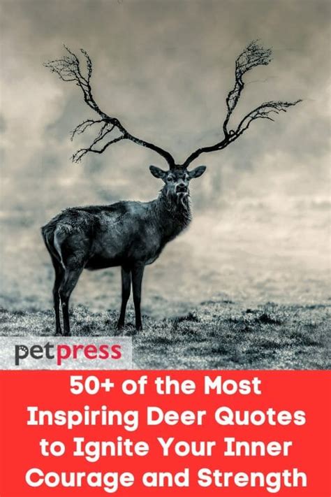 50+ Inspiring Deer Quotes to Ignite Your Inner Courage and Strength - PetPress