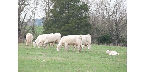 Sheep Grass Tetany