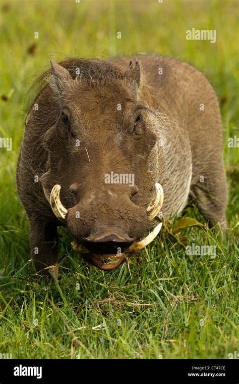 Warthog In Serengeti Tanzania Hi Res Stock Photography And Images Alamy