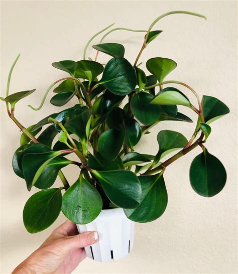 Peperomia Red Margin