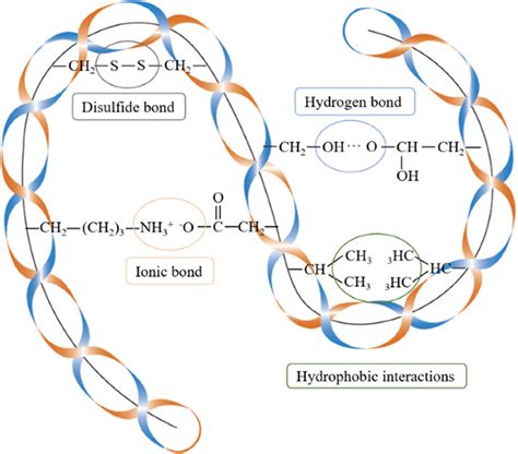 The Structural Diagram Of Keratin And Its Intramolecular Forces